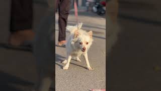 Ruby the Pomeranian #ghawarvlogz #viral #short