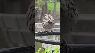 Big Round Bird #Bird #Nature