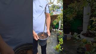 Standard Roses Plant Repot #shorts #shortvideo #short