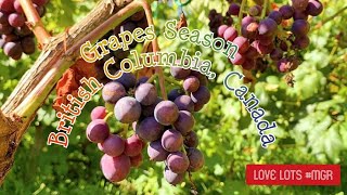 Grapes Day (Mission-B.C., Canada) - Summer fun in B.C., Canada