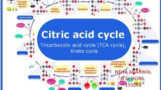 Steps of Krebs Cycle/Detailed reactions and enzymes involved in TCA cycle. Plant Physiology lectures