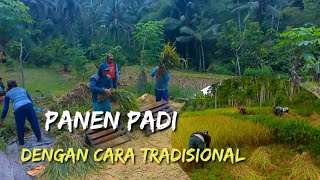 PANEN PADI DENGAN CARA TRADISIONAL