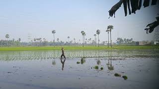 #naturelovers //వరి నాట్లు //🌾🌾#with #beautiful #naturefarming #viralvideo #trendingvedio #with #my🐕