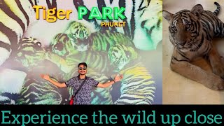 Tiger Park Phuket: Up Close with Majestic Tigers in Paradise | Phuket Thailand Trip | @drxdada