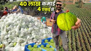 1 kg का एक अमरूद / Jumbo Amrood ki ज़बरदस्त kheti Guava farming in india