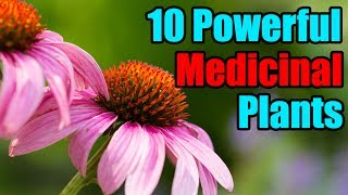 Top 10 Most Powerful Medicinal Plants