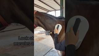 BUILDING TOP LINE IN A JUMPER USING PEMF #hunterjumper #pemf #horses #transformation