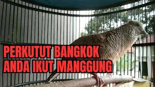 PERKUTUT BANGKOK DIANG SEKETIKA IKUT MANGGUNG