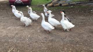 This duck thinks it's a goose