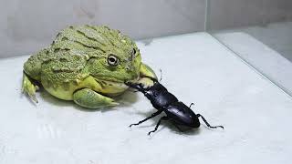 Bull Frog eating Black Titan Bug