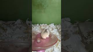 Funny pets Roborovski hamster.. .. #shorts (3)