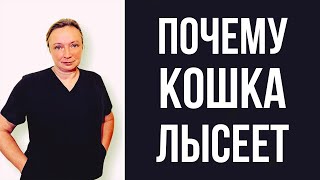 Как определить причину того, что кошка лысеет | Схема действий для самостоятельной диагностики