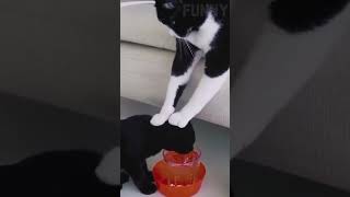 "Daily Routine Fun: Drink Water & Do the Kitty-Style Moonwalk! 🐾💃"