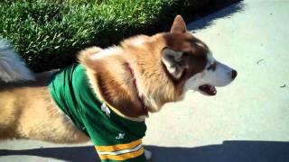 BetaBOY-Green Bay Packers Football Jersey-11