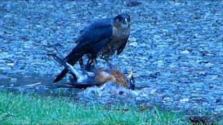 Hawk Eats Robin Alive,  Port Alberni BC Canada