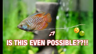 LONGEST GOURAMI FISH POOP EVER