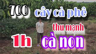 (Quyết định) .CHỐT KHU VƯỜN 2H 1 tỷ 300tr...THỎA SỨC TRỒNG CÂY TRÁI..ĐÀO AO THẢ CÁ..