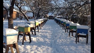 Зимівля нуклеусів. (01.12.2018р.)