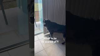 Dog is TERRIFIED of WHAT?! 🤣