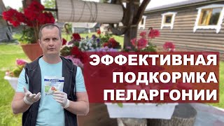 Качественная подкормка пеларгонии