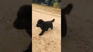 Cute German Shepherd puppy || #shorts #viral