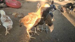 Fighting Chicks - Country Chicken Farming / Free Range Chickens