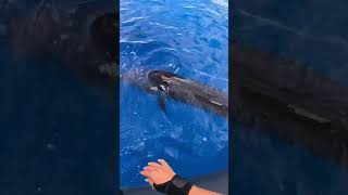 Tag and Release Swordfish!