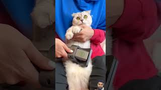 Funny cat short 🤣