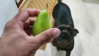 can dog eat Pears? first pear for my pitbull