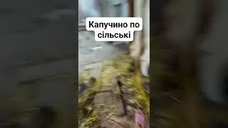 Угораю - как вам Шедевр?...)) Что такое СЕЛЬСКИЙ КАПУЧИНО ?..