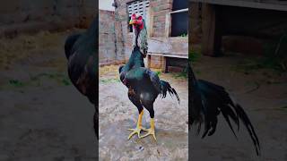 Jerman Bloodline patha #birds #status #viral #trending #chicken #murga