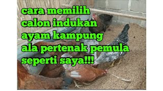 Cara memilih calon indukan