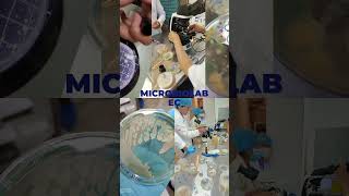 #microbiologiaagricola #esthercortezp #microbiolab  #microbiologiaagricola #laboratorio #bioinsumos