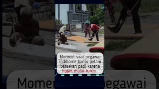 Momen Karyawan Indohome Bantu Petani Bereskan Padi #indihome #ramadan #shorts #petani #karyawan