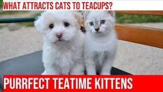 Teatime Kittens: Why Cats Love Tiny Teacups!