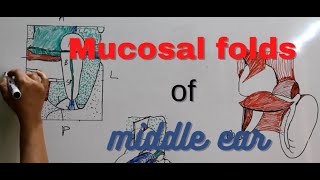 184.mucosal folds of middle ear #entlectures  #medical lectures #anatomylectures #mucosalfolds