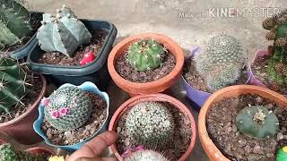 #notocactusleninghausii#flores Cactos floridos, adubação e dicas!