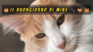 😺Il buongiorno di Mike 🐾🐈😻#mainecoon  #mainecooncat  #mainecoonkitten #mainecoonlife  #shorts