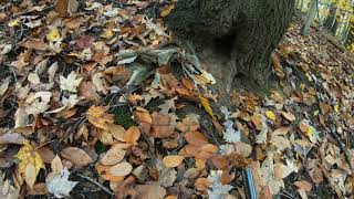 Squirrel Hunting on Public Land