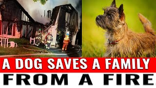 A dog saves a family from a fire.