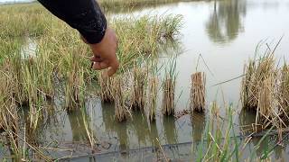 Mancing Di Spot Lama Strike Boncel