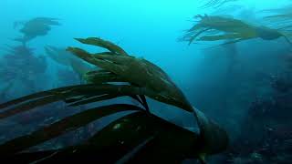 Dive Guernsey - Les Hanois - KC - RBM - 29-8-21