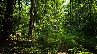 Summer Forest Ambient Sounds