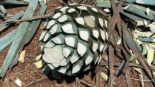 |Proceso de la Jima| 🍍 una tradición de herencia.