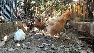 Chickens Hens Roosters In The Chicken Run Dirt Bath Relaxing!