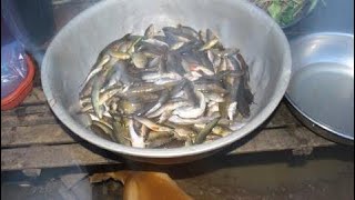 wow Amazing Fishing - Cambodia Traditional fishing - How to Catches Fish (Part 137)