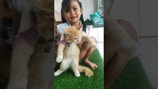 kucing Oren #kucing#catlover#shorts#viral