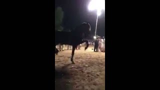 Top Level Horse Dance 2018 | Ghora Dance 2018 | Dance of Horse | Neza Bazi 2018 | Tent Pegging 2018