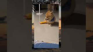 VIDEO LUCU ‼️ ANJING SANGE 🔞❌🚫 #shorts #short #shortvideo #viralshorts #viral #funny