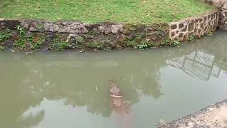 kolam buaya senyulong dan buaya muara ragunan jaksel